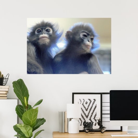 Monkeys Foto Poster (Thuiskantoor)