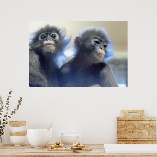 Monkeys Foto Poster (Keuken)