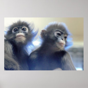 Monkeys Foto Poster