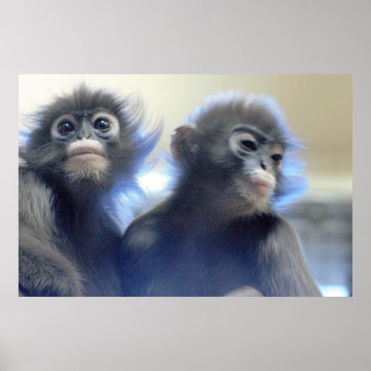 Monkeys Foto Poster (Voorkant)
