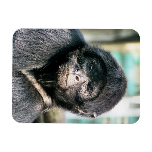 MONKEYS MAGNEET (Horizontaal)