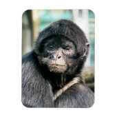 MONKEYS MAGNEET (Verticaal)