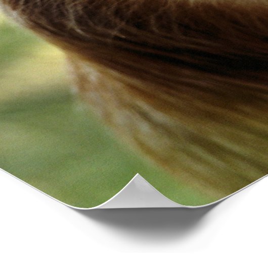 MONKEYS POSTER (Hoek)