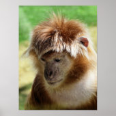 MONKEYS POSTER (Voorkant)