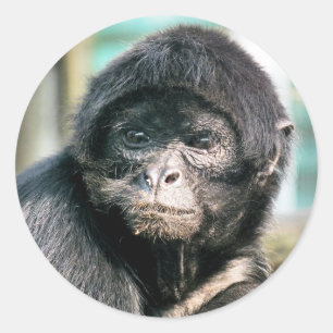 MONKEYS RONDE STICKER