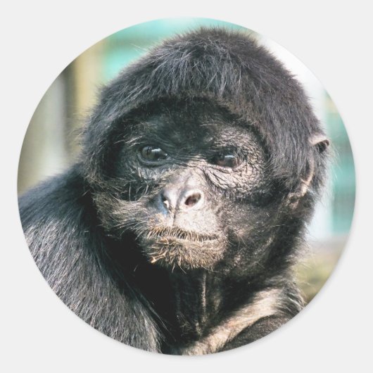 MONKEYS RONDE STICKER (Voorkant)