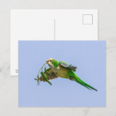 Monkparkiet in de Rio Grande-vallei Briefkaart (Voorkant / Achterkant)