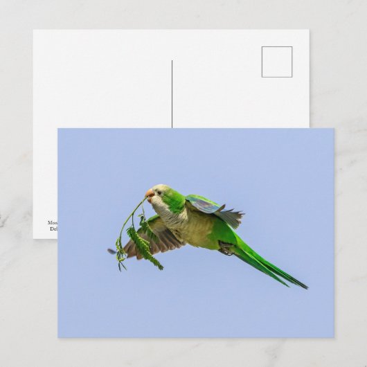 Monkparkiet in de Rio Grande-vallei Briefkaart (Voorkant / Achterkant)