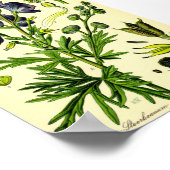 Monkshood (Aconitum napellus) Poster (Hoek)
