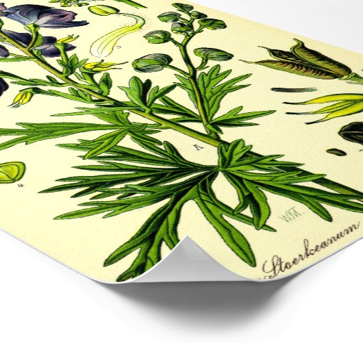 Monkshood (Aconitum napellus) Poster (Hoek)