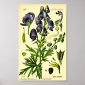 Monkshood (Aconitum napellus) Poster (Voorkant)