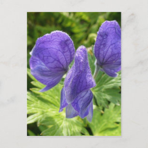 Monkshood Blossom, Unalaska Island Briefkaart