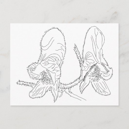 Monkshood Illustratie Briefkaart (Voorkant)