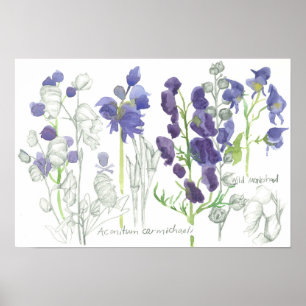 Monkshood Poisoneuze Planten Botanische studie Poster