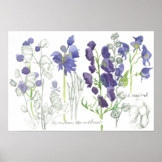 Monkshood Poisoneuze Planten Botanische studie Poster (Voorkant)