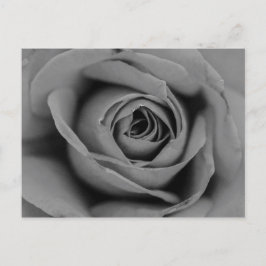 Monochromatische Roos Briefkaart