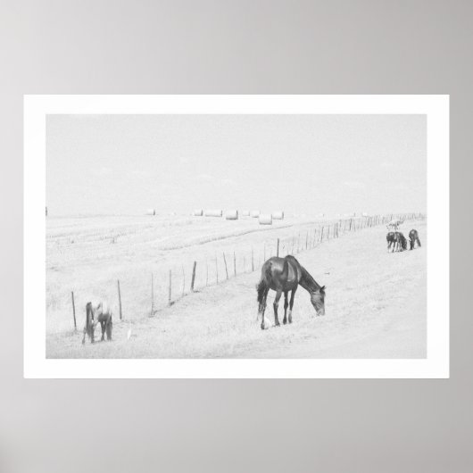 Monochrome Black White Rural Landscape Wilde Paard Poster (Voorkant)