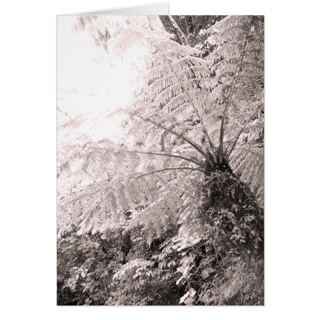 Monochrome boom Fern (Voorkant)