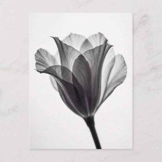 Monochrome botanical fine art photograph briefkaart (Voorkant)