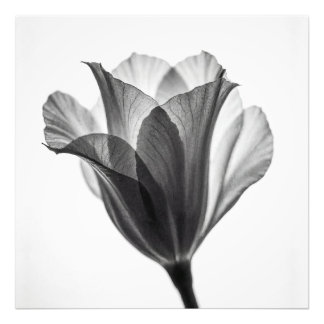Monochrome botanical fine art photograph foto afdruk