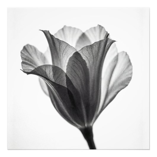 Monochrome botanical fine art photograph foto afdruk (Voorkant)