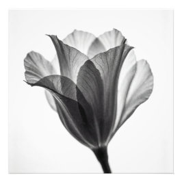 Monochrome botanische fijne kunst fotografie foto afdruk