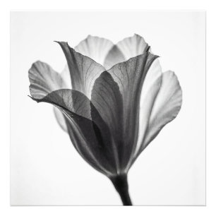 Monochrome botanische fijne kunst fotografie foto afdruk