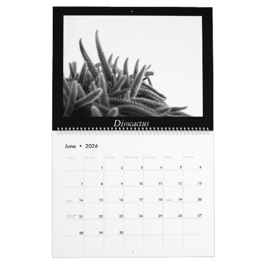 Monochrome Cacti 2025 Kalender (Jun 2026)
