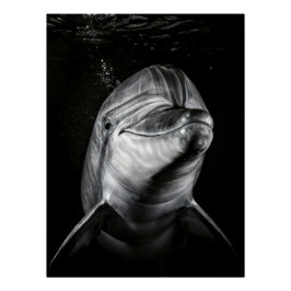  Monochrome Dolphin Portrait - Underwater Marine A Perfect Poster