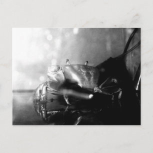 Monochrome Hermit Crab-foto Briefkaart
