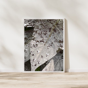 Monochrome Leaf Raindrop Fotografie Poster