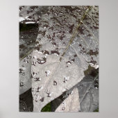 Monochrome Leaf Raindrop Fotografie Poster (Voorkant)