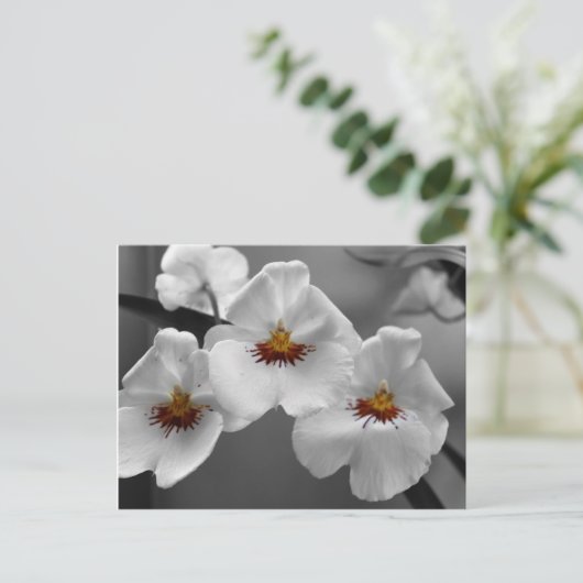 Monochrome orchideeën briefkaart (Staand voorkant)