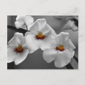 Monochrome orchideeën briefkaart (Voorkant)