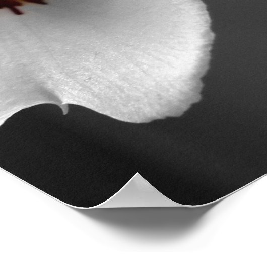 Monochrome orchideeën poster (Hoek)