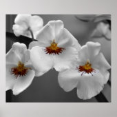 Monochrome orchideeën poster (Voorkant)