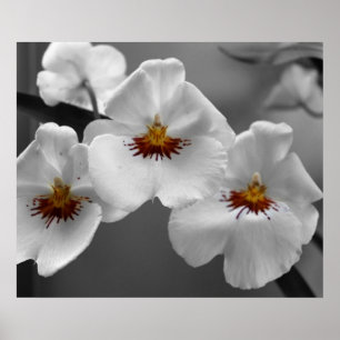 Monochrome orchideeën poster