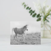 Monochrome witte paard briefkaart (Staand voorkant)