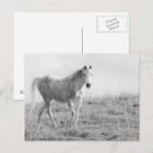 Monochrome witte paard briefkaart (Voorkant / Achterkant)