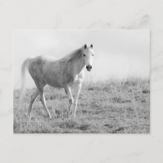 Monochrome witte paard briefkaart (Voorkant)