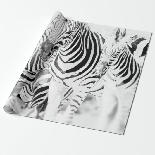 monochrome zebra groep portret, Zuid-Afrikaanse na Cadeaupapier (Uitgerold)