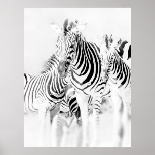 monochrome zebra groep portret, Zuid-Afrikaanse na Poster
