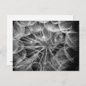 Monochroom Dandelion Seed Macro Briefkaart (Voorkant / Achterkant)