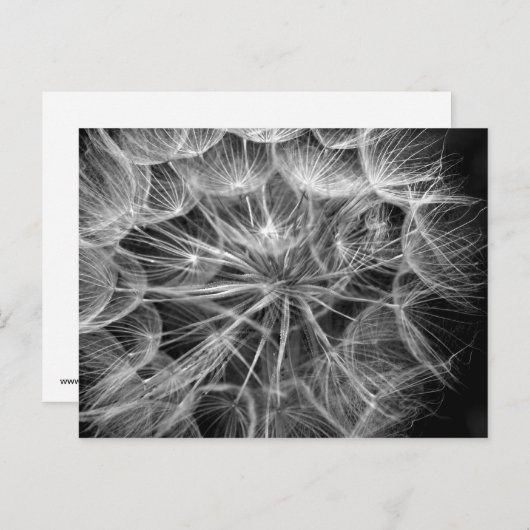 Monochroom Dandelion Seed Macro Briefkaart (Voorkant / Achterkant)