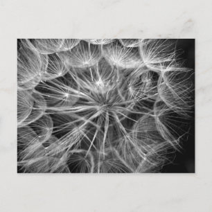 Monochroom Dandelion Seed Macro Briefkaart