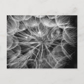 Monochroom Dandelion Seed Macro Briefkaart (Voorkant)