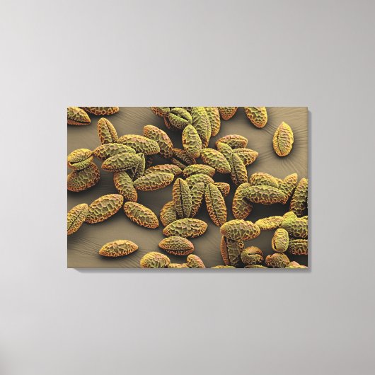 Monocot pollen van een Iris Canvas Afdruk (Voorkant)