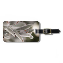 Monogrammed salie groen succulent met bruine tips