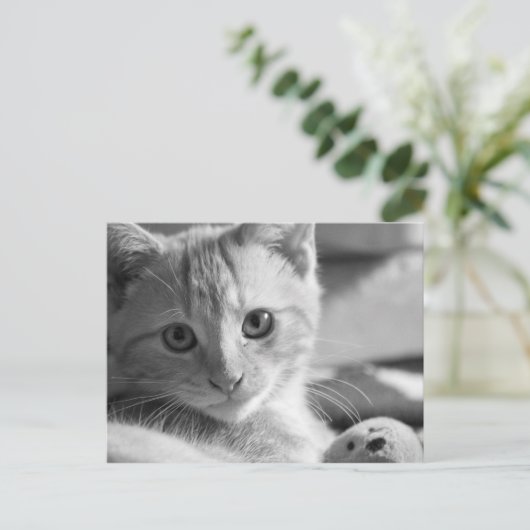 Monokitten Briefkaart (Staand voorkant)