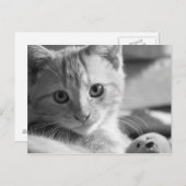 Monokitten Briefkaart (Voorkant / Achterkant)